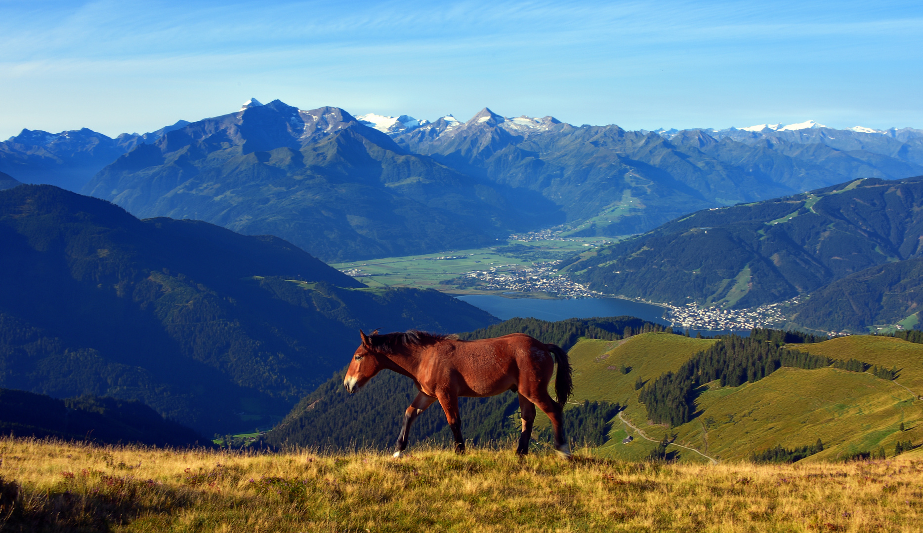 Pferde-Hoch-Alm