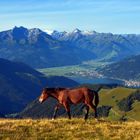 Pferde-Hoch-Alm