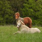 Pferde - Hochzeitsfoto 