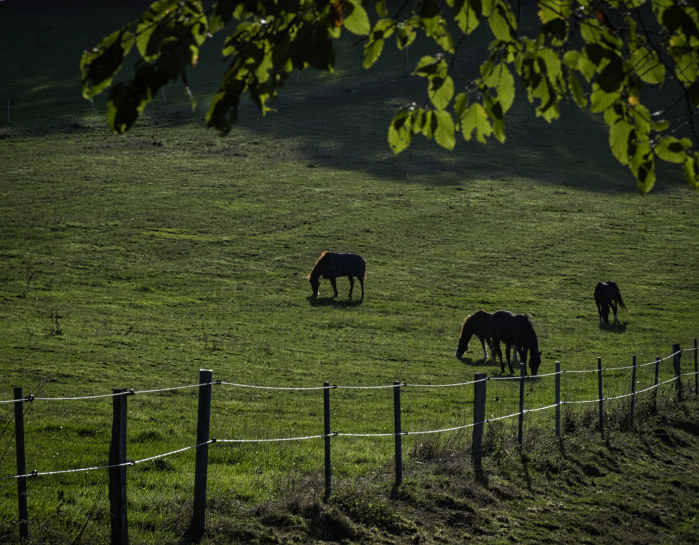 Pferde im Abendlicht