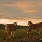 Pferde im Abendlicht