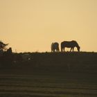 Pferde Im Abendlicht