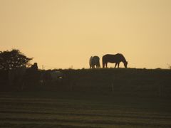 Pferde Im Abendlicht