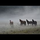 Pferde im Abendnebel