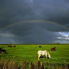 Pferde im Aprilwetter