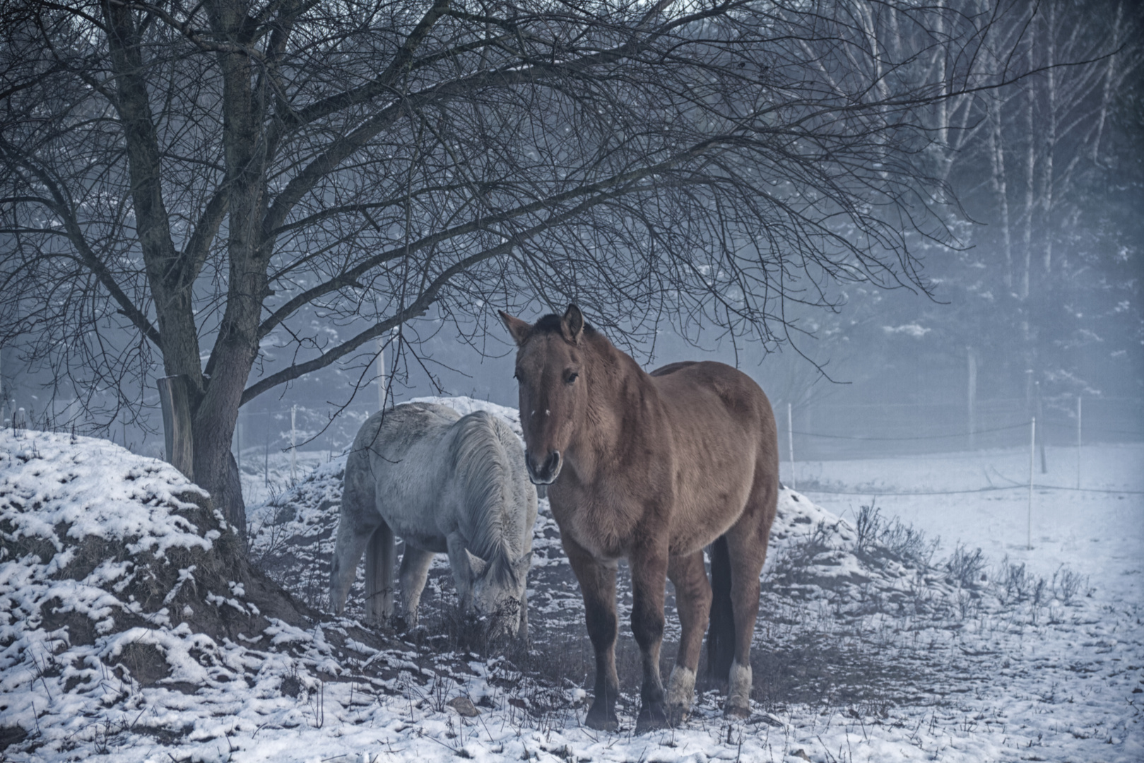 Pferde im ersten Schnee