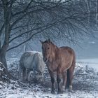 Pferde im ersten Schnee