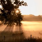 Pferde im frühen Licht