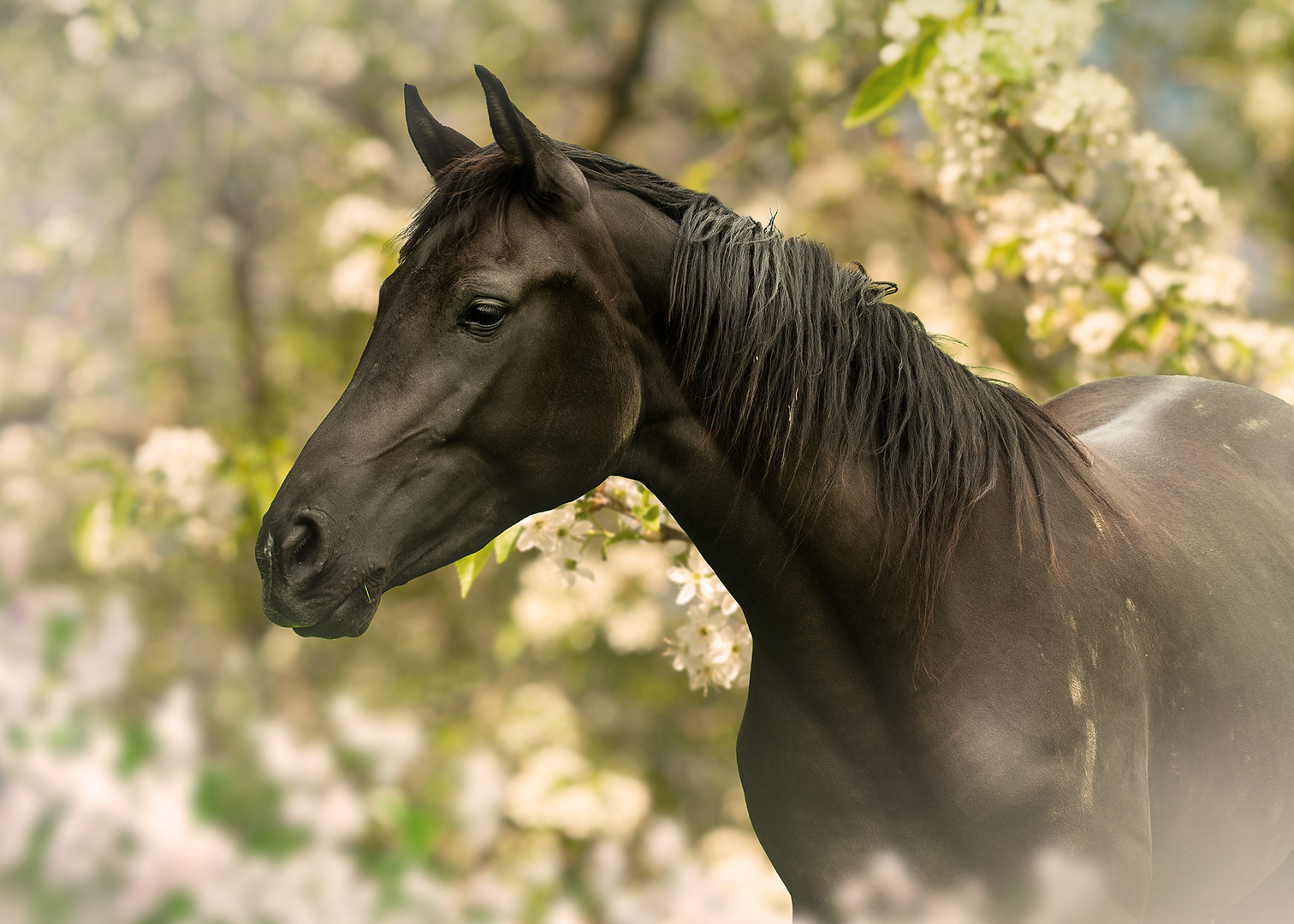 Pferde im Frühling 