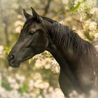 Pferde im Frühling 