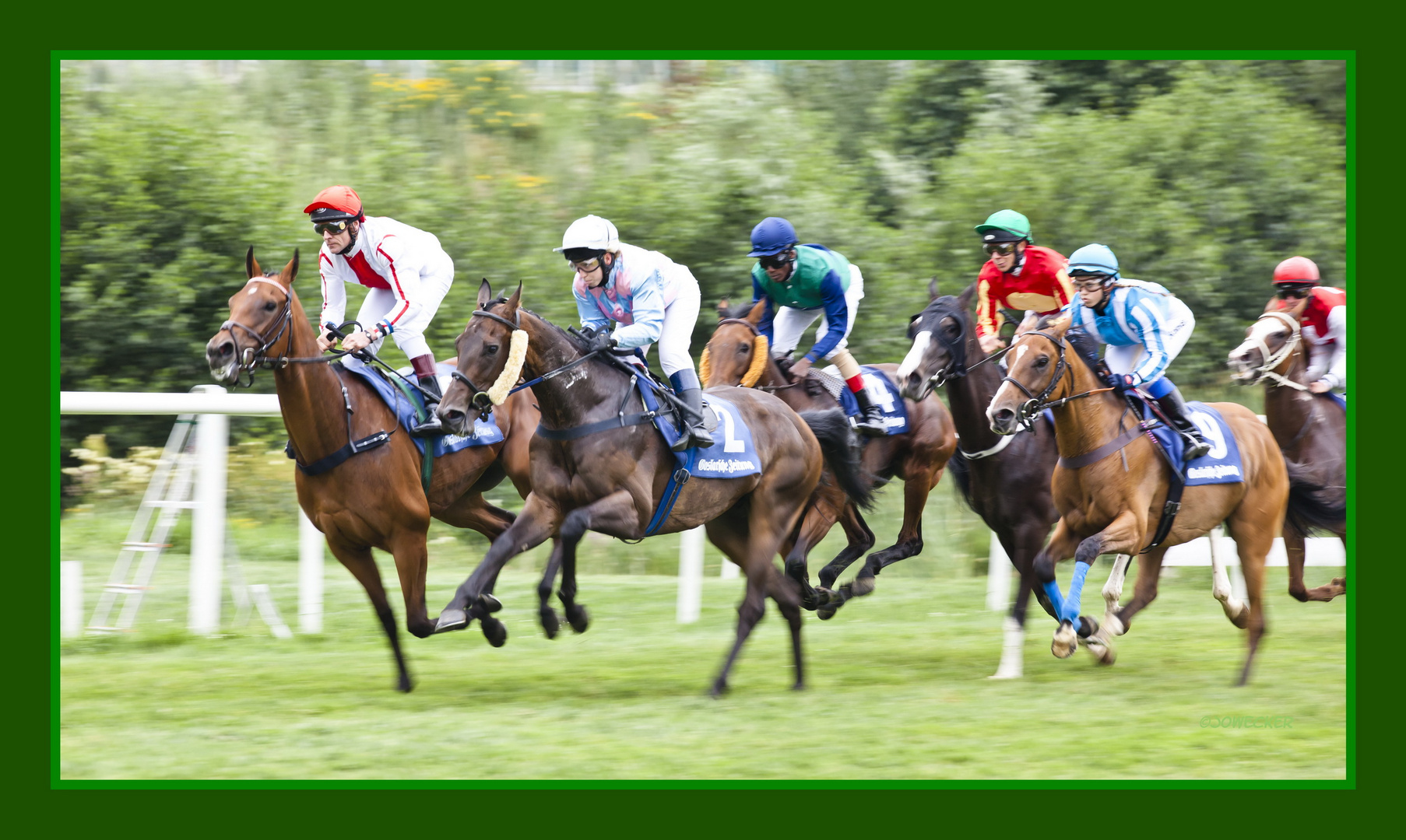 Pferde im Galopp