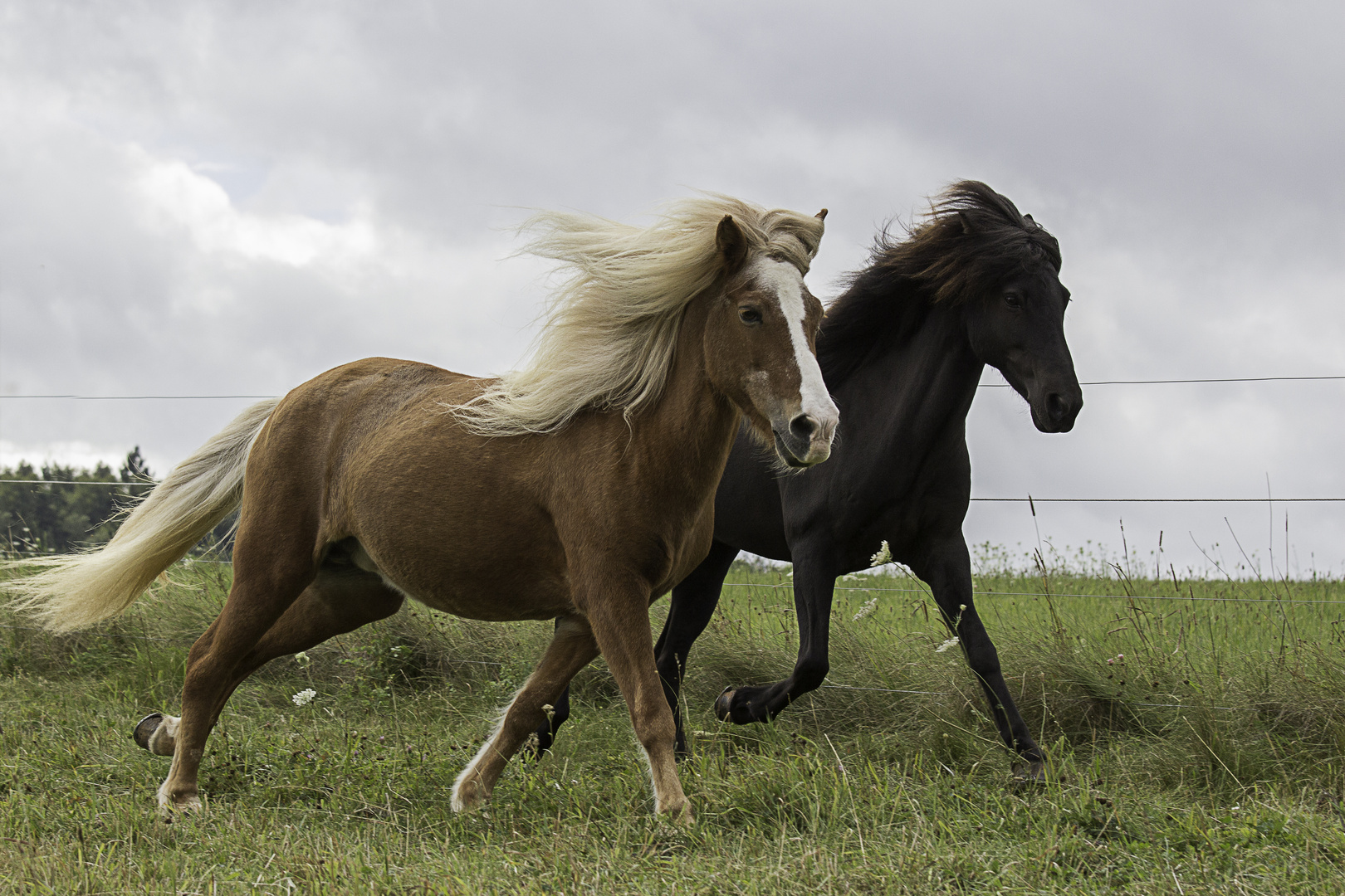 Pferde im Galopp