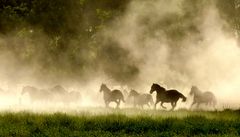 Pferde im Galopp