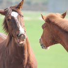 Pferde im Gespräch