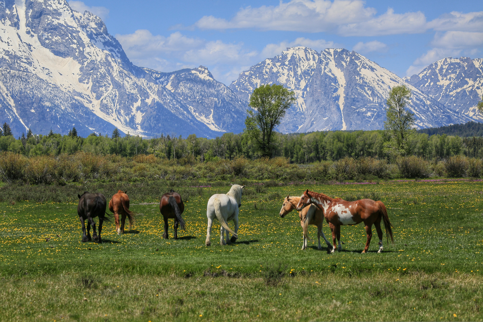 Pferde im Grand Teton NP