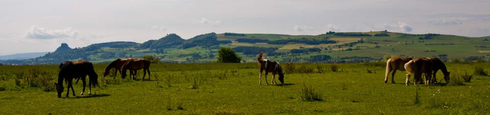 Pferde im Hegau