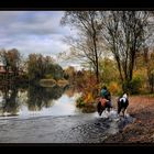 Pferde im Herbst