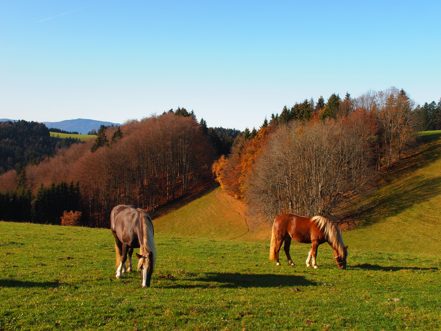 Pferde im Herbst 2