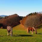 Pferde im Herbst 2