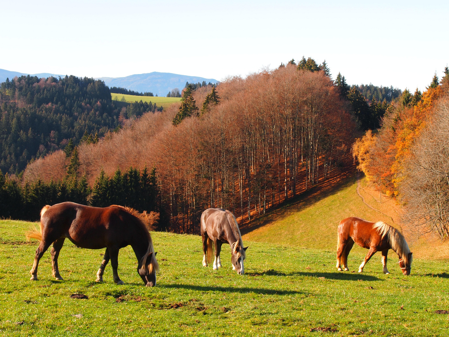 Pferde im Herbst