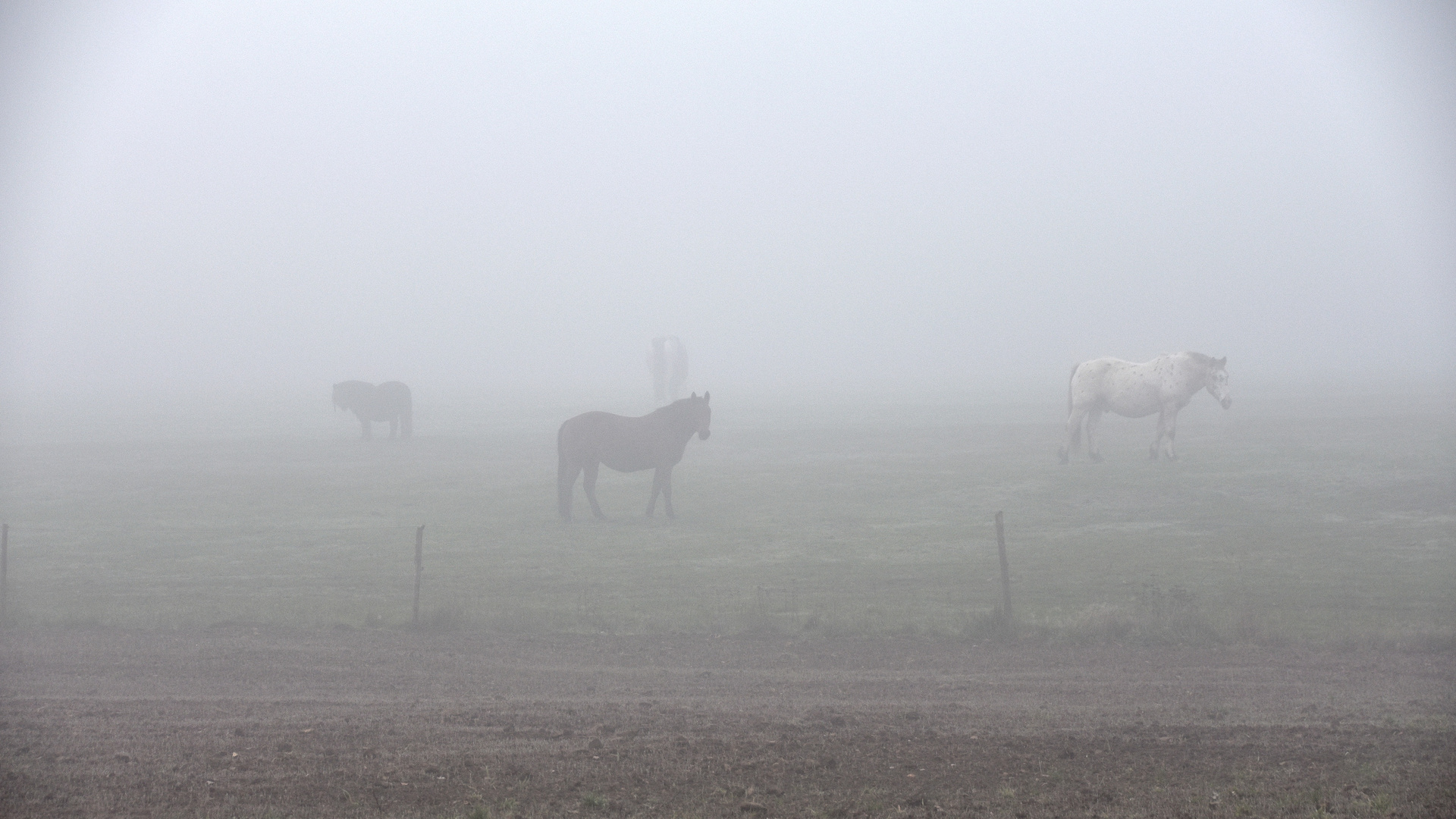 Pferde im herbstlichen Nebel