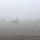 Pferde im herbstlichen Nebel