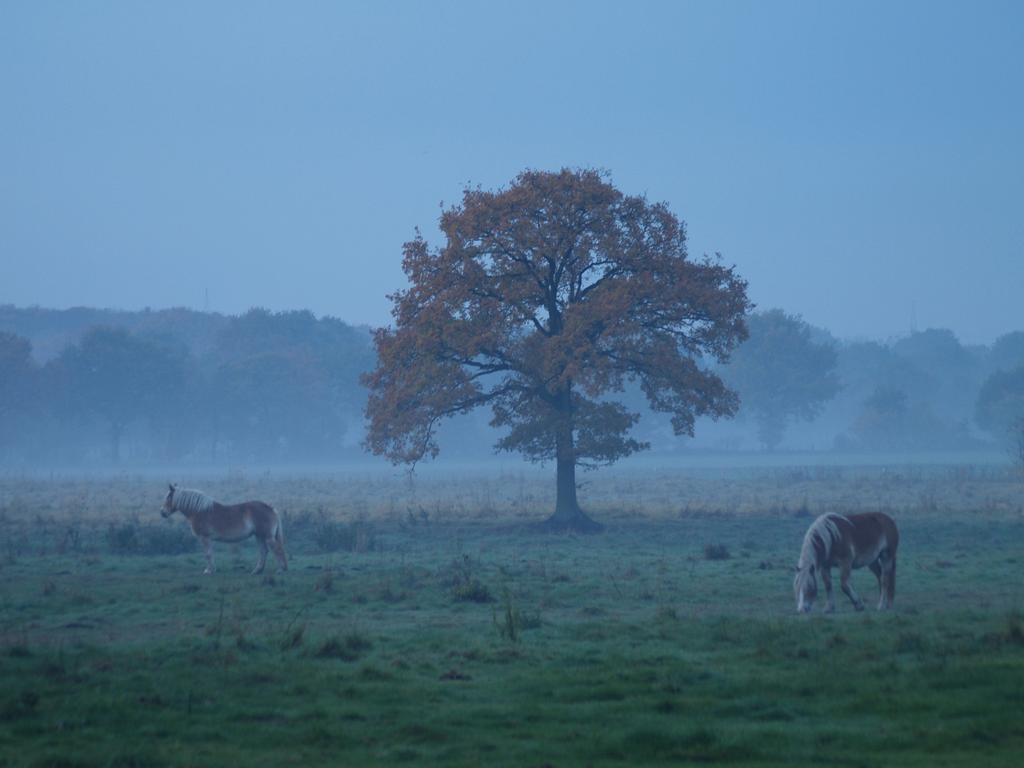 Pferde im Herbstnebel