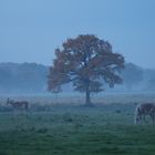 Pferde im Herbstnebel