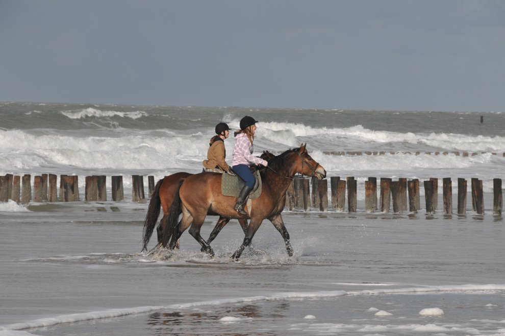 Pferde im Meer