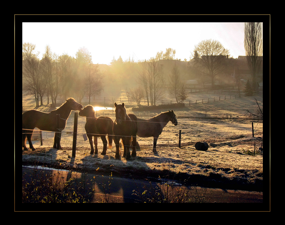 Pferde im Morgengrauen