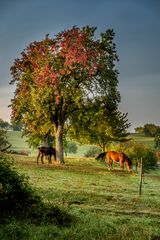 Pferde im Morgenlicht 