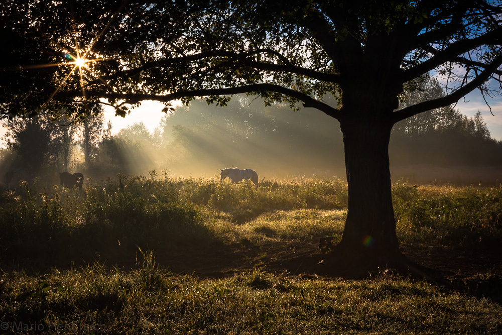 Pferde im Morgenlicht