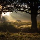 Pferde im Morgenlicht