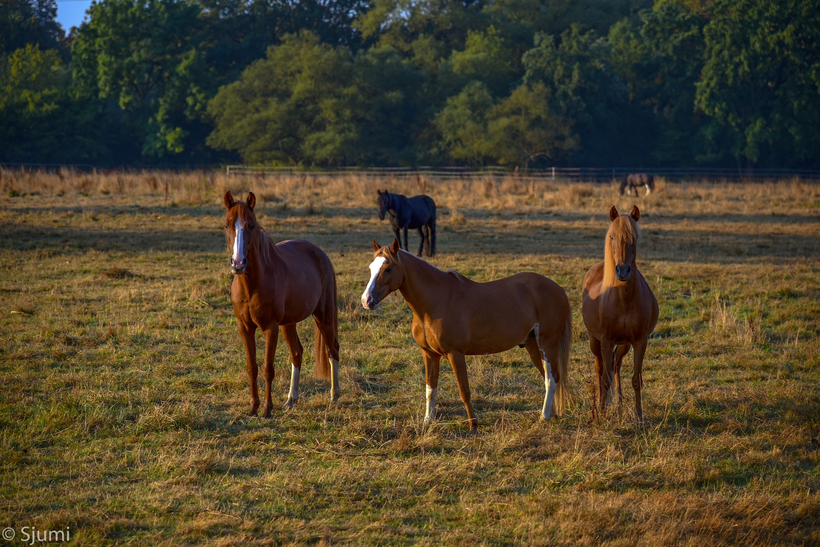 Pferde im Morgenlicht