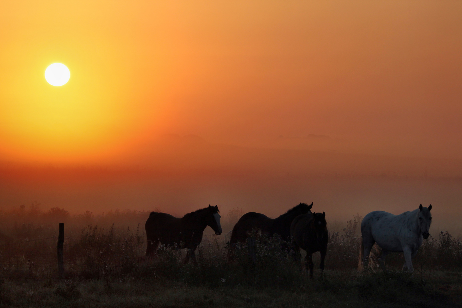 Pferde im Morgennebel