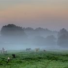 Pferde im Morgennebel