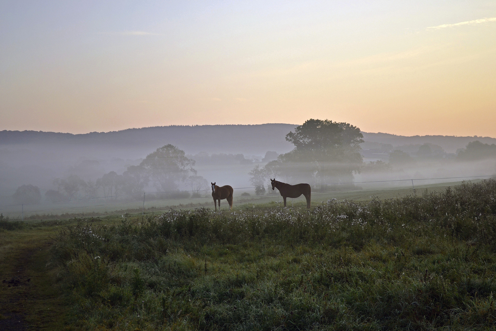 Pferde im Morgennebel