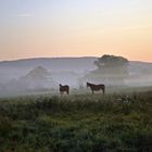 Pferde im Morgennebel