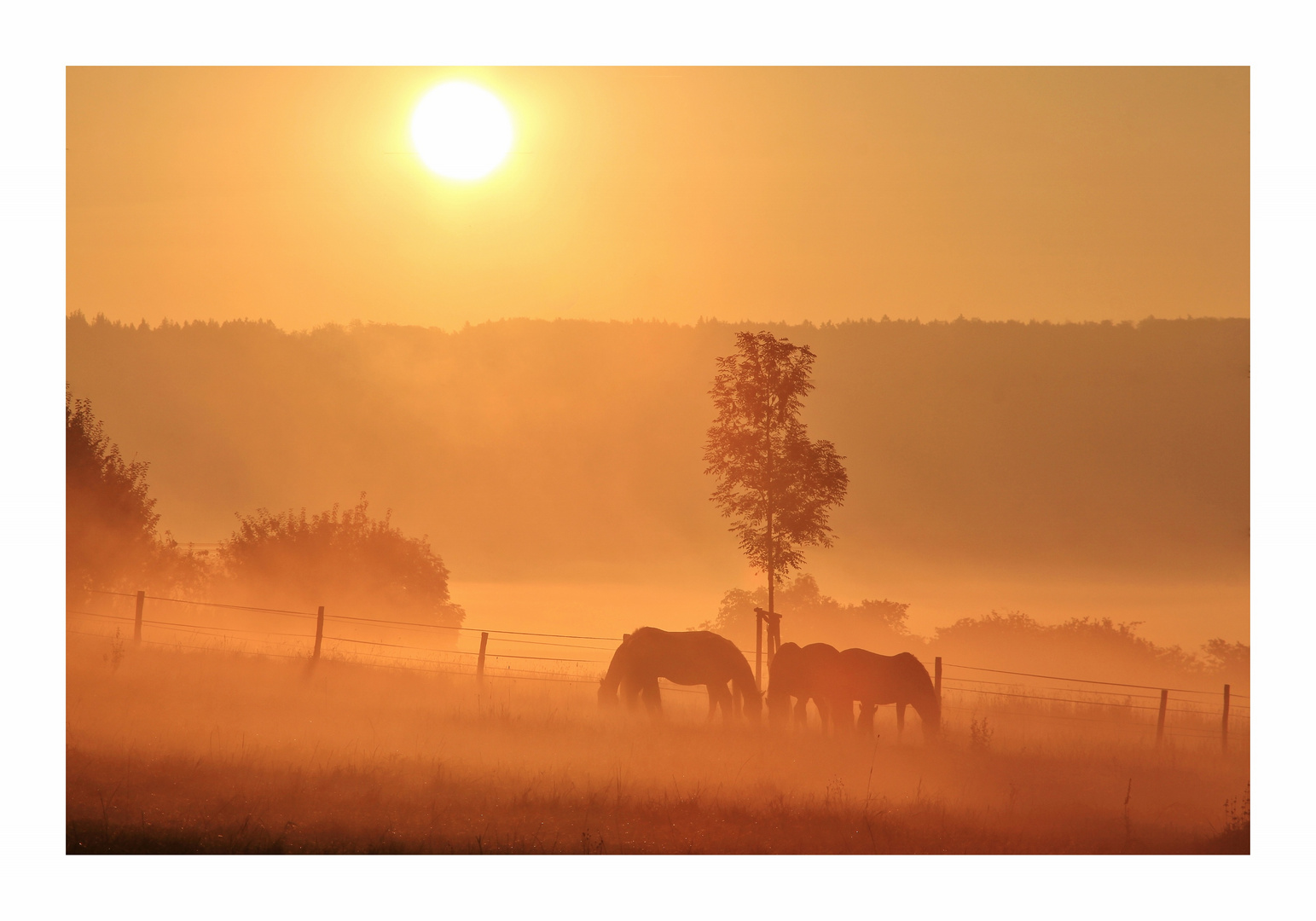 Pferde im Morgennebel