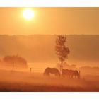 Pferde im Morgennebel