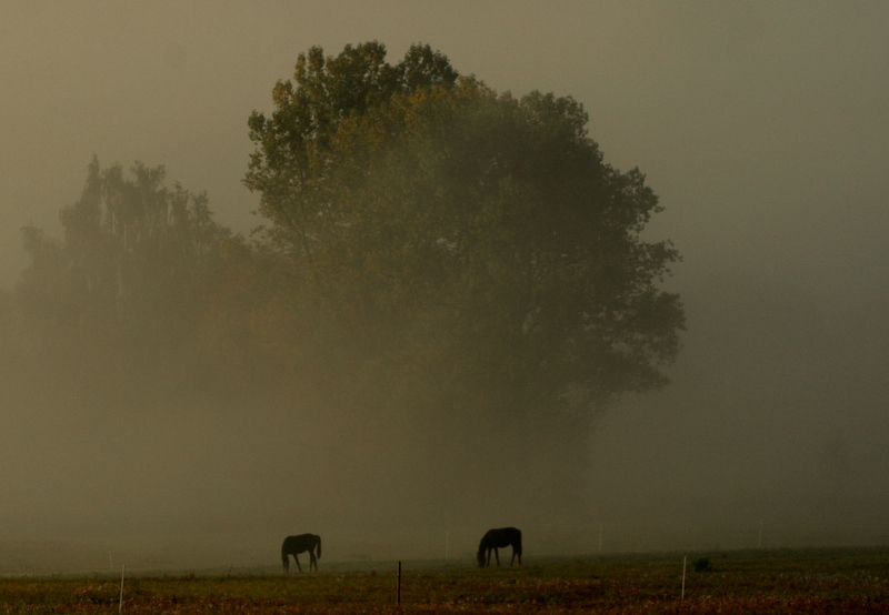 Pferde im Morgennebel