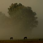 Pferde im Morgennebel