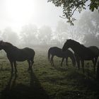 Pferde im Morgennebel