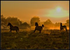 Pferde im Morgennebel