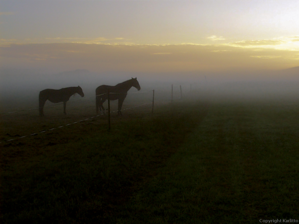 Pferde im Morgennebel