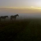 Pferde im Morgennebel