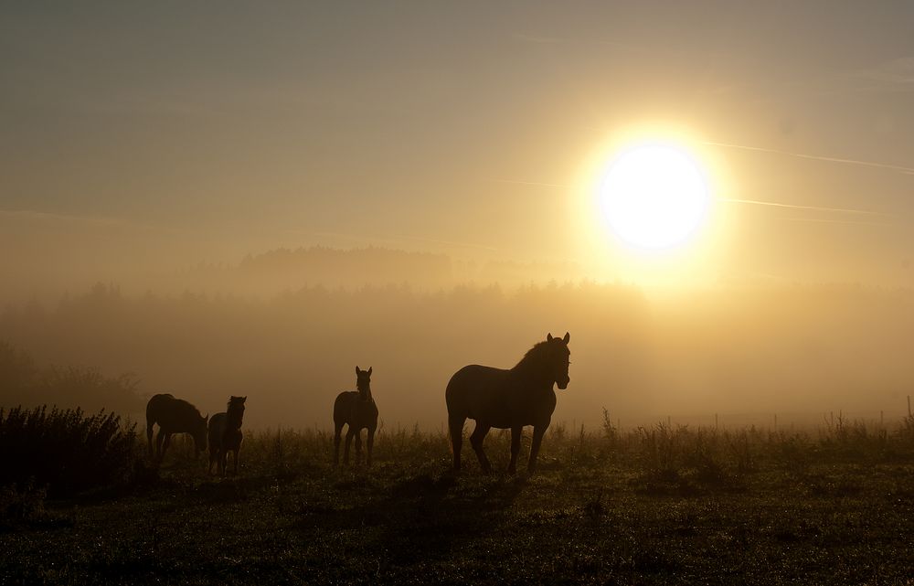 Pferde im Morgennebel