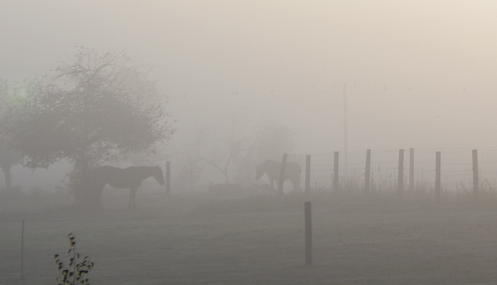 Pferde im Morgennebel