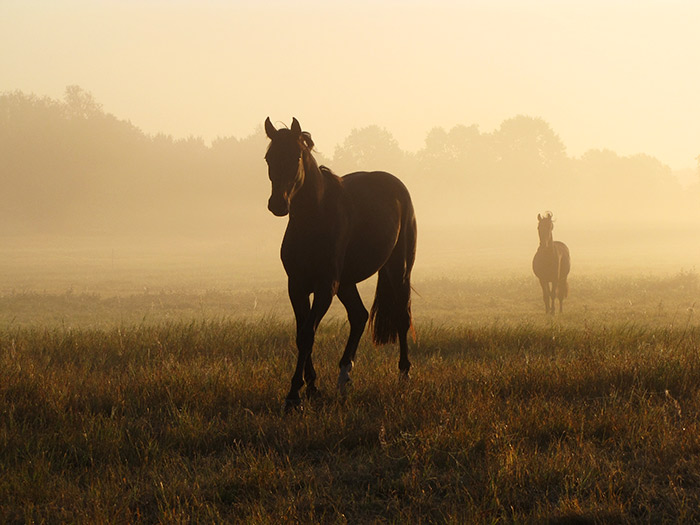 Pferde im Morgennebel bei Dannenberg