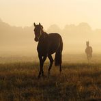 Pferde im Morgennebel bei Dannenberg